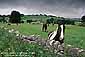 Horse in pasture, Peak District National Park, England 